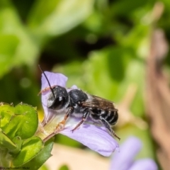 Megachile ordinaria at Acton, ACT - 10 Jan 2023