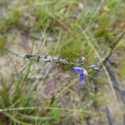 Comesperma volubile (Love Creeper) at Charleys Forest, NSW - 13 Jan 2022 by arjay
