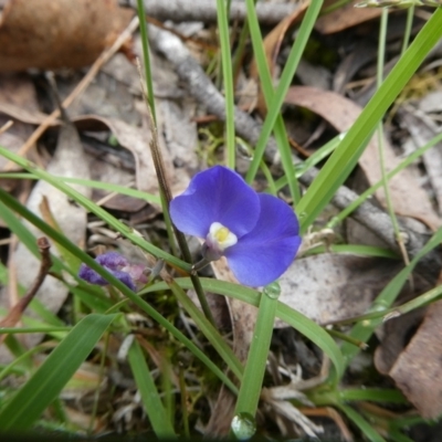 Comesperma volubile (Love Creeper) at QPRC LGA - 4 Jan 2023 by arjay