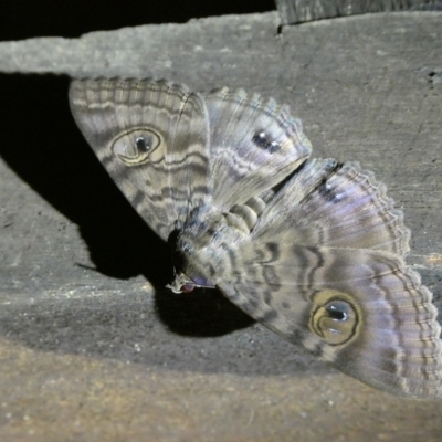 Speiredonia spectans (Granny's Cloak Moth) at QPRC LGA - 13 Jan 2022 by arjay