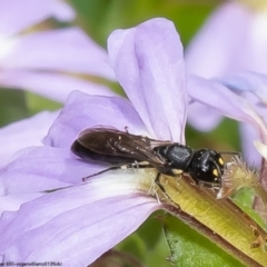 Hylaeus (Planihylaeus) quadriceps (Hylaeine colletid bee) at ANBG - 10 Jan 2023 by Roger