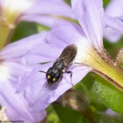 Hylaeus (Planihylaeus) quadriceps at Acton, ACT - 10 Jan 2023