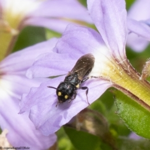 Hylaeus (Planihylaeus) quadriceps at Acton, ACT - 10 Jan 2023