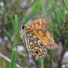 Oreixenica orichora (Spotted Alpine Xenica) at Cotter River, ACT - 8 Jan 2023 by MatthewFrawley