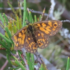 Oreixenica orichora at Cotter River, ACT - 8 Jan 2023 02:52 PM