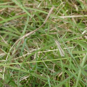 Hednota species near grammellus at Charleys Forest, NSW - 2 Mar 2021