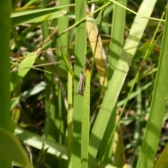 Hednota species near grammellus at Charleys Forest, NSW - 2 Mar 2021