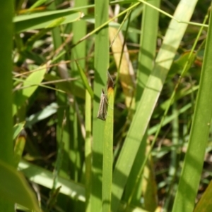 Hednota species near grammellus at Charleys Forest, NSW - 2 Mar 2021