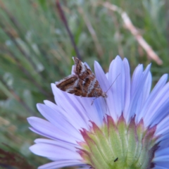 Choreutidae (family) (Metalmark Moths) at Cotter River, ACT - 8 Jan 2023 by MatthewFrawley