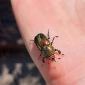 Lamprima aurata at Ngunnawal, ACT - suppressed