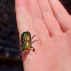 Lamprima aurata at Ngunnawal, ACT - 10 Jan 2023