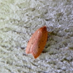 Garrha leucerythra (A concealer moth) at Charleys Forest, NSW - 21 Mar 2021 by arjay