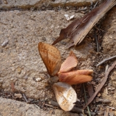 Oxycanus (genus) (Unidentified Oxycanus moths) at QPRC LGA - 23 Jun 2020 by arjay