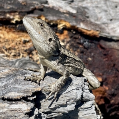 Amphibolurus muricatus (Jacky Lizard) at Pearce, ACT - 10 Jan 2023 by CathyKatie