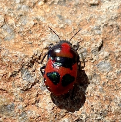 Choerocoris paganus (Ground shield bug) at Mount Taylor - 9 Jan 2023 by Cathy_Katie