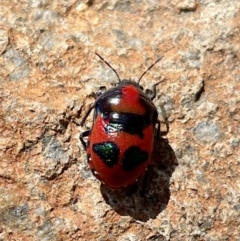 Choerocoris paganus (Ground shield bug) at Pearce, ACT - 9 Jan 2023 by Cathy_Katie