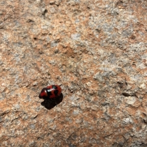 Choerocoris paganus at Pearce, ACT - 10 Jan 2023 10:58 AM