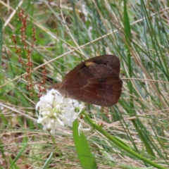 Heteronympha merope (Common Brown Butterfly) at Cotter River, ACT - 8 Jan 2023 by MatthewFrawley
