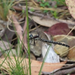 Eusynthemis guttata (Southern Tigertail) at Namadgi National Park - 8 Jan 2023 by MatthewFrawley