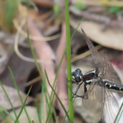 Eusynthemis guttata at Cotter River, ACT - 8 Jan 2023 03:05 PM