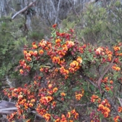 Daviesia ulicifolia subsp. ruscifolia (Broad-leaved Gorse Bitter Pea) at Namadgi National Park - 8 Jan 2023 by MatthewFrawley