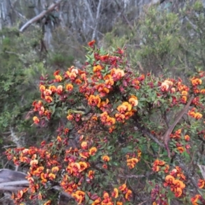 Daviesia ulicifolia subsp. ruscifolia at Cotter River, ACT - 8 Jan 2023 03:09 PM