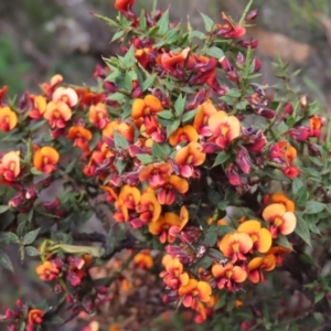 Daviesia ulicifolia subsp. ruscifolia at Cotter River, ACT - 8 Jan 2023 03:09 PM