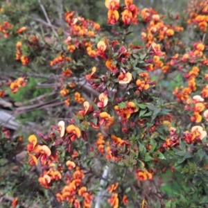 Daviesia ulicifolia subsp. ruscifolia at Cotter River, ACT - 8 Jan 2023 03:09 PM