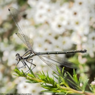 Austroargiolestes icteromelas (Common Flatwing) at Molonglo Gorge - 9 Jan 2023 by Roger