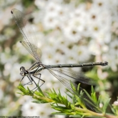 Austroargiolestes icteromelas (Common Flatwing) at Molonglo Gorge - 9 Jan 2023 by Roger