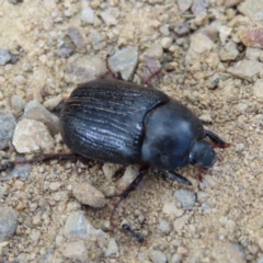 Adoryphorus coulonii (Redheaded pasture cockchafer) at Cotter River, ACT - 8 Jan 2023 by MatthewFrawley