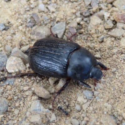 Adoryphorus coulonii (Redheaded pasture cockchafer) at Namadgi National Park - 8 Jan 2023 by MatthewFrawley