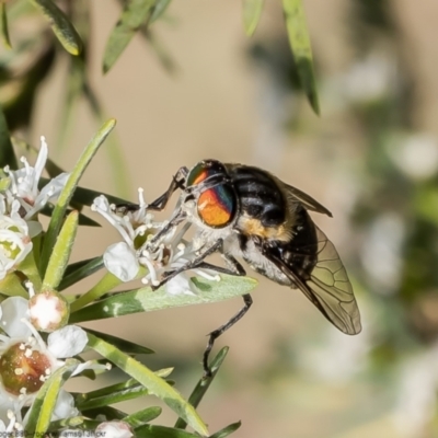 Scaptia (Scaptia) auriflua (A flower-feeding march fly) at Kowen, ACT - 10 Jan 2023 by Roger