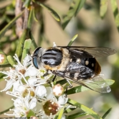 Scaptia (Scaptia) auriflua at Kowen, ACT - 10 Jan 2023 10:01 AM