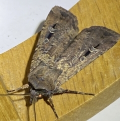 Agrotis infusa (Bogong Moth, Common Cutworm) at Jerrabomberra, NSW - 8 Jan 2023 by Steve_Bok