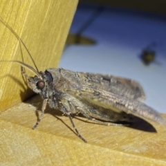 Agrotis infusa at Jerrabomberra, NSW - 8 Jan 2023