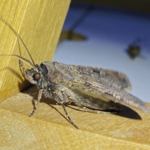 Agrotis infusa at suppressed - 8 Jan 2023