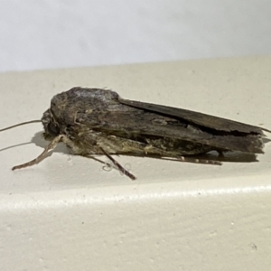 Agrotis infusa at Jerrabomberra, NSW - 8 Jan 2023