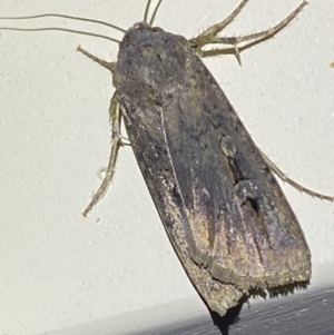Agrotis infusa at suppressed - 8 Jan 2023