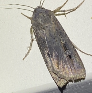 Agrotis infusa at Jerrabomberra, NSW - 8 Jan 2023