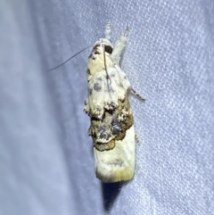 Piloprepes antidoxa (A concealer moth) at Jerrabomberra, NSW - 8 Jan 2023 by Steve_Bok
