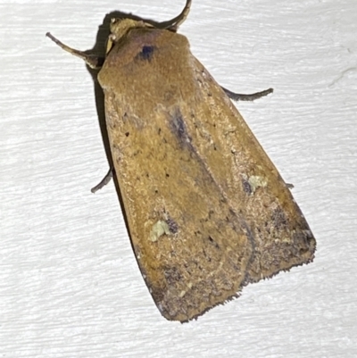 Diarsia intermixta (Chevron Cutworm, Orange Peel Moth.) at Jerrabomberra, NSW - 8 Jan 2023 by Steve_Bok