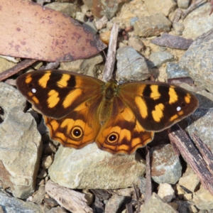 Heteronympha solandri at Cotter River, ACT - 8 Jan 2023