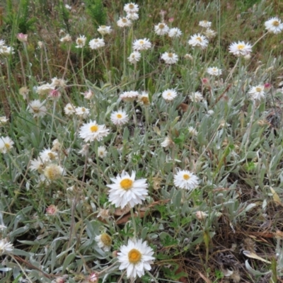 Leucochrysum alpinum (Alpine Sunray) at Bimberi Nature Reserve - 8 Jan 2023 by MatthewFrawley