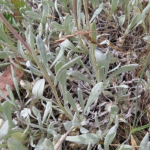Leucochrysum alpinum at Cotter River, ACT - 8 Jan 2023