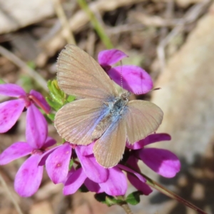 Zizina otis at Cotter River, ACT - 8 Jan 2023