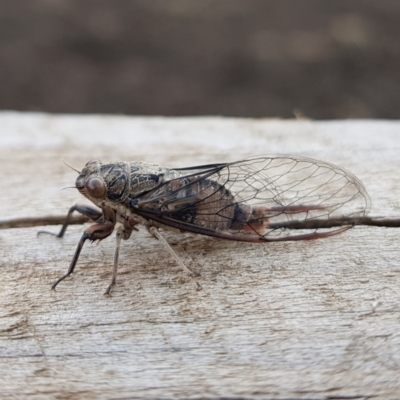 Yoyetta celis (Silver Princess Cicada) at Kambah, ACT - 8 Jan 2023 by MatthewFrawley