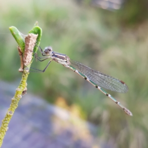 Austrolestes leda at Kambah, ACT - 9 Jan 2023 06:47 PM