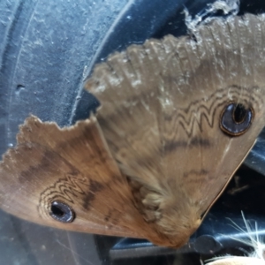 Dasypodia selenophora at Isaacs, ACT - 9 Jan 2023 06:08 PM