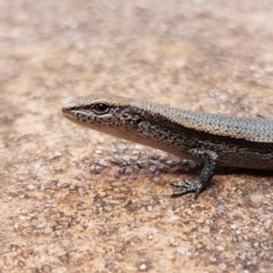 Lampropholis delicata at Isaacs, ACT - 10 Jan 2023 02:13 PM